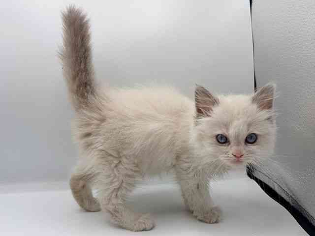 愛知県のラグドール (ひごペットフレンドリープライムツリー赤池店/2025年12月7日生まれ/男の子/ブルーポイントバイカラー)の子猫の1枚目の画像