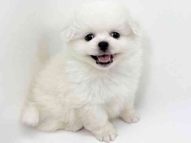 京都府のペキポメ/ポメペキ(ペキニーズ×ポメラニアン) (ひごペットフレンドリーイズミヤショッピングセンター八幡店/2025年12月14日生まれ/男の子/ホワイト)の子犬の2枚目の画像