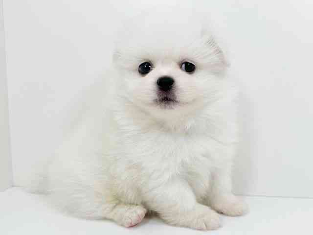 京都府のペキポメ/ポメペキ(ペキニーズ×ポメラニアン) (ひごペットフレンドリーイズミヤショッピングセンター八幡店/2025年12月14日生まれ/男の子/ホワイト)の子犬の2枚目の画像
