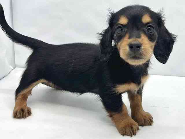 大阪府のミニチュアダックスフンド(ロング) (ひごペットフレンドリーイトーヨーカドー津久野店/2025年12月15日生まれ/女の子/ブラックタン)の子犬の2枚目の画像