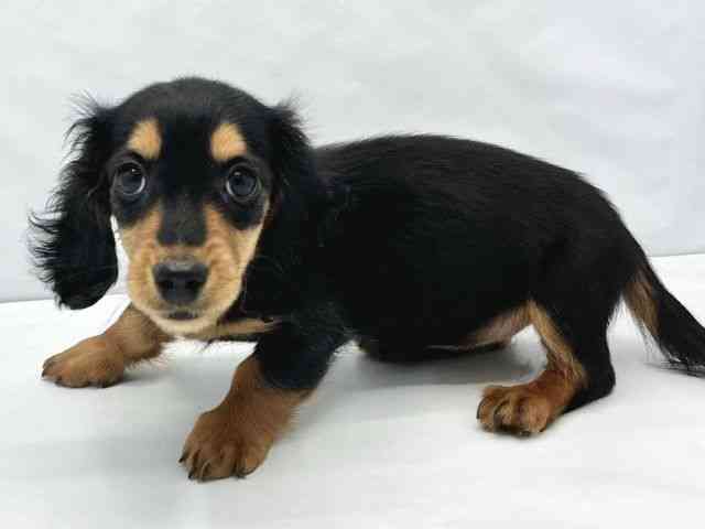 大阪府のミニチュアダックスフンド(ロング) (ひごペットフレンドリーイトーヨーカドー津久野店/2025年12月15日生まれ/女の子/ブラックタン)の子犬の2枚目の画像