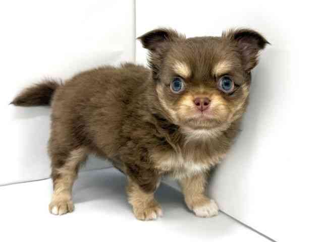 大阪府のチワワ(ロング) (ひごペットフレンドリーイオンタウン茨木太田店/2025年12月15日生まれ/男の子/チョコレートタンホワイト)の子犬の2枚目の画像