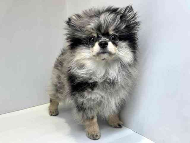 大阪府のポメラニアン (ひごペットフレンドリーセブンパーク天美店/2025年12月15日生まれ/女の子/ブルーマール)の子犬の2枚目の画像