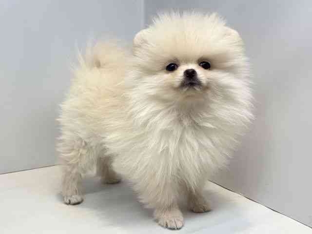 大阪府のポメラニアン (ひごペットフレンドリーセブンパーク天美店/2025年12月14日生まれ/男の子/ホワイト)の子犬の2枚目の画像