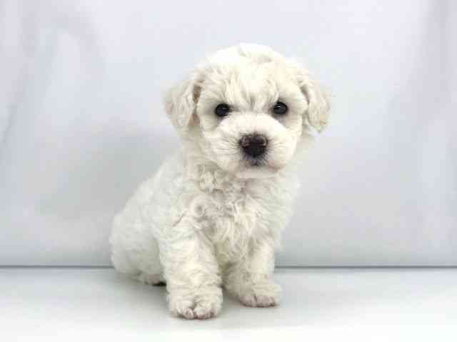 兵庫県のビションフリーゼ (ひごペットフレンドリーイオンタウン加古川店/2025年12月15日生まれ/女の子/ホワイト)の子犬の2枚目の画像