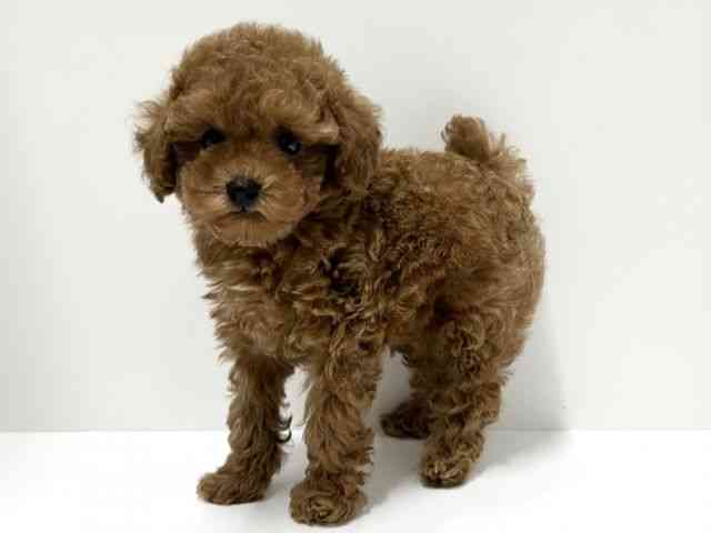 愛知県のトイプードル(トイ) (ひごペットフレンドリーららぽーと名古屋みなとアクルス店/2025年12月8日生まれ/男の子/レッド)の子犬の2枚目の画像