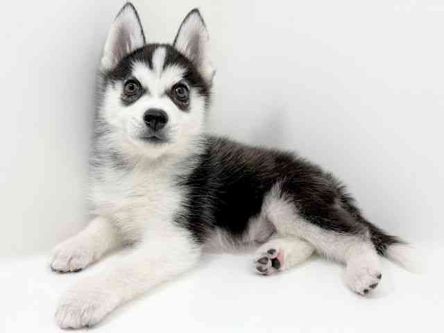 大阪府のシベリアンハスキー (ひごペットフレンドリーアクロスプラザ住之江店/2025年12月16日生まれ/男の子/ブラックホワイト)の子犬の2枚目の画像