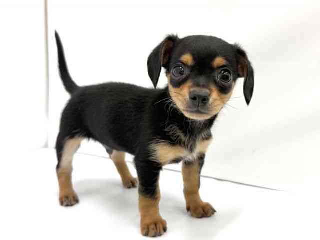 大阪府のチワックス(チワワ×ダックス) (ひごペットフレンドリーイオンタウン茨木太田店/2025年12月16日生まれ/男の子/ブラックタン)の子犬の2枚目の画像