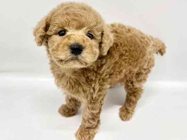 大阪府のトイプードル(トイ) (ひごペットフレンドリーイオンタウン豊中庄内店/2025年12月8日生まれ/女の子/アプリコット)の子犬の2枚目の画像