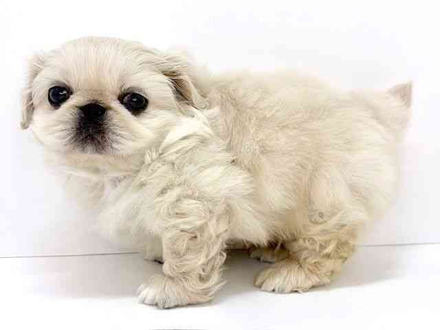 大阪府のペキニーズ (ひごペットフレンドリーいこらもーる泉佐野店/2025年12月15日生まれ/男の子/ホワイト)の子犬の2枚目の画像