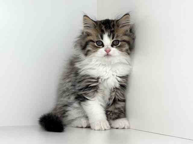 兵庫県のサイベリアン (ひごペットフレンドリーイトーヨーカドー明石店/2025年12月15日生まれ/男の子/ブラウンタビーホワイト)の子猫の2枚目の画像