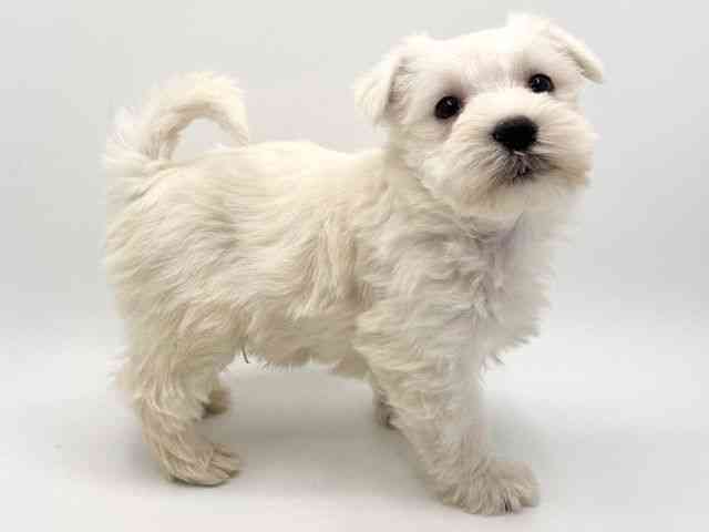 大阪府のシュナマル/マルシュナ(シュナウザー×マルチーズ) (ひごペットフレンドリーみのおキューズモール店/2025年12月16日生まれ/男の子/ホワイト)の子犬の2枚目の画像