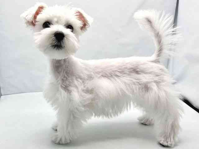 兵庫県のシュナマル/マルシュナ(シュナウザー×マルチーズ) (ひごペットフレンドリーコロワ甲子園店/2025年12月16日生まれ/女の子/ホワイト)の子犬の2枚目の画像