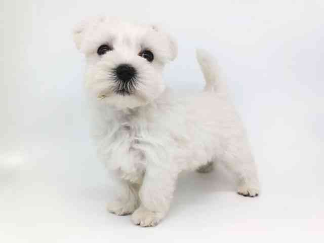 大阪府のシュナマル/マルシュナ(シュナウザー×マルチーズ) (ひごペットフレンドリー泉ヶ丘店/2025年12月16日生まれ/女の子/ホワイト)の子犬の2枚目の画像