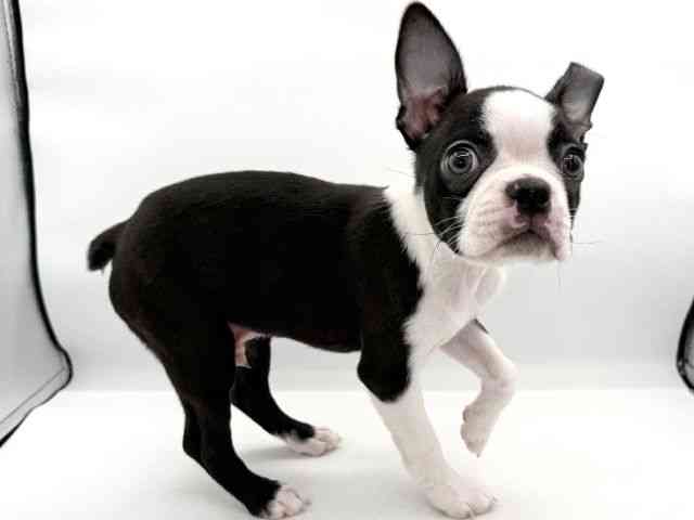 大阪府のボストンテリア (ひごペットフレンドリーイオンそよら海老江店/2025年12月16日生まれ/男の子/ボストンカラー)の子犬の2枚目の画像