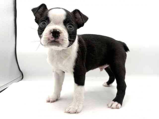 大阪府のボストンテリア (ひごペットフレンドリーイオンそよら海老江店/2025年12月16日生まれ/男の子/ボストンカラー)の子犬の2枚目の画像