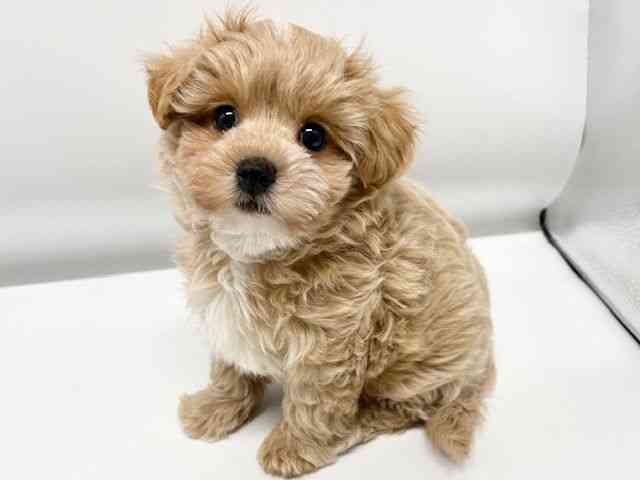 大阪府のマルプー(マルチーズ×プードル) (ひごペットフレンドリーイオンタウン豊中庄内店/2025年12月16日生まれ/男の子/アプリコット)の子犬の2枚目の画像
