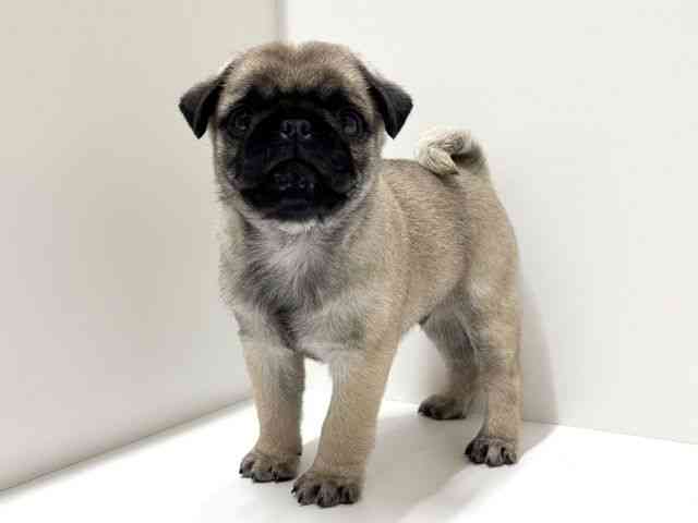 愛知県のパグ (ひごペットフレンドリーららぽーと名古屋みなとアクルス店/2025年12月16日生まれ/男の子/フォーン)の子犬の2枚目の画像