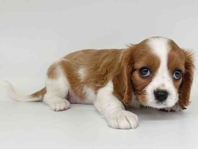 大阪府のキャバリアキングチャールズスパニエル (ひごペットフレンドリー瓜破店/2025年12月16日生まれ/女の子/ブレンハイム)の子犬の2枚目の画像