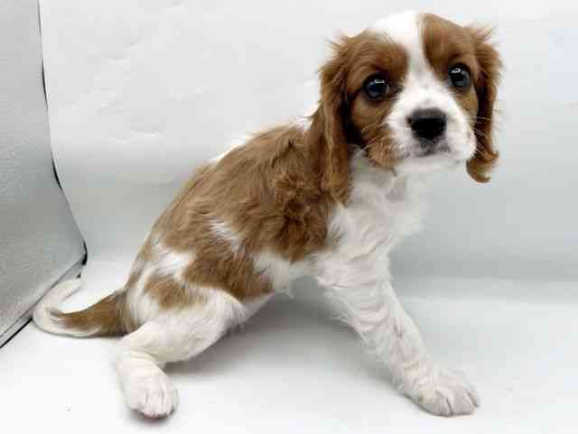 奈良県のキャバリアキングチャールズスパニエル (ひごペットフレンドリートナリエ大和高田店/2025年12月16日生まれ/女の子/ブレンハイム)の子犬の2枚目の画像