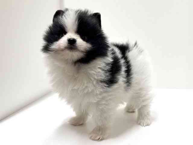 愛知県のポメラニアン (ひごペットフレンドリーららぽーと名古屋みなとアクルス店/2025年12月15日生まれ/女の子/パーティーカラー)の子犬の2枚目の画像