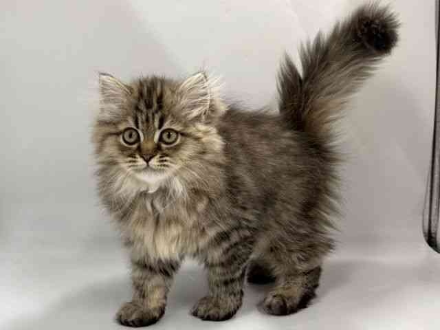 京都府のペルシャ (ひごペットフレンドリー京都店/2025年12月13日生まれ/女の子/チンチラゴールデン)の子猫の2枚目の画像