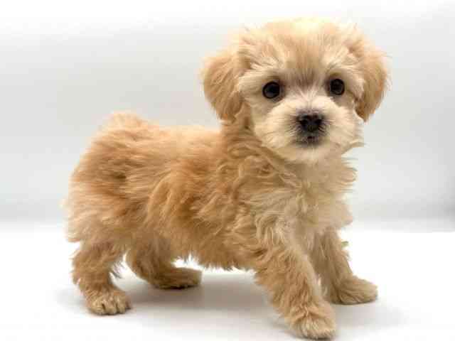 愛知県のマルプー(マルチーズ×プードル) (ひごペットフレンドリープライムツリー赤池店/2025年12月15日生まれ/女の子/アプリコット)の子犬の2枚目の画像