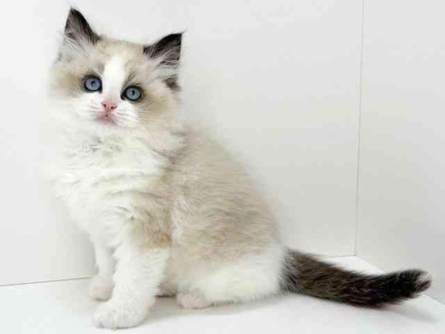 大阪府のラグドール (ひごペットフレンドリーいこらもーる泉佐野店/2025年12月16日生まれ/女の子/シールポイントバイカラー)の子猫の2枚目の画像
