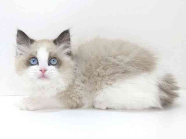 大阪府のラグドール (ひごペットフレンドリーいこらもーる泉佐野店/2025年12月16日生まれ/女の子/シールポイントバイカラー)の子猫の2枚目の画像