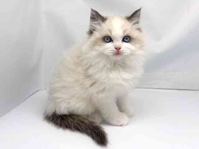 京都府のラグドール (ひごペットフレンドリー洛北阪急スクエア店/2025年12月16日生まれ/女の子/シールポイントバイカラー)の子猫の2枚目の画像