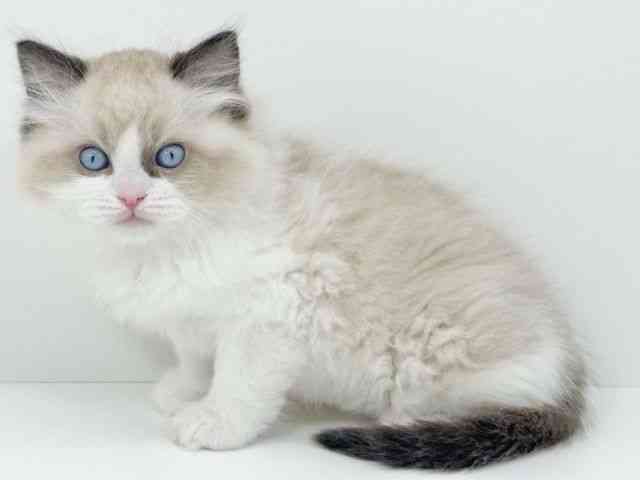 京都府のラグドール (ひごペットフレンドリーイズミヤショッピングセンター八幡店/2025年12月16日生まれ/男の子/シールポイントバイカラー)の子猫の2枚目の画像