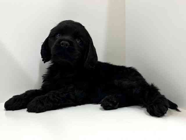 奈良県のアメリカンコッカースパニエル (ひごペットフレンドリーイオンモール橿原ウエスト・ビレッジ店/2025年12月17日生まれ/男の子/ブラック)の子犬の2枚目の画像