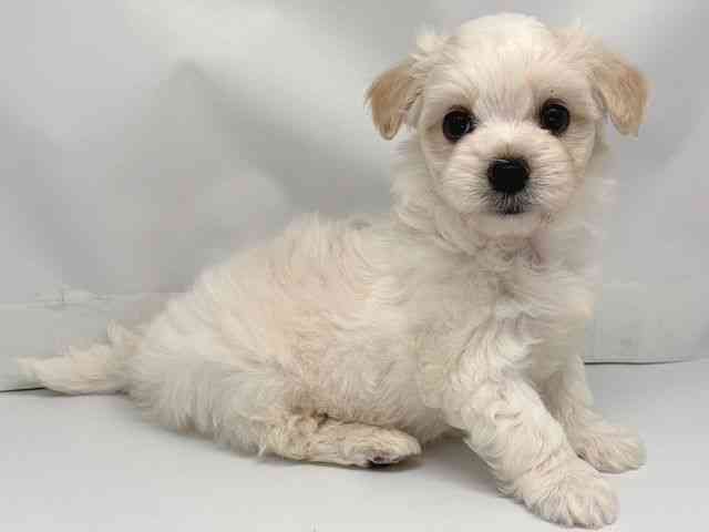 京都府のハーフ犬・ミックス犬 (ひごペットフレンドリー洛北阪急スクエア店/2025年12月17日生まれ/男の子/クリームホワイト)の子犬の2枚目の画像