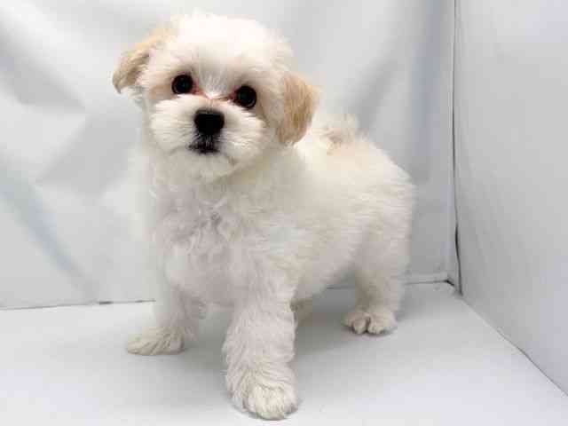 京都府のハーフ犬・ミックス犬 (ひごペットフレンドリー洛北阪急スクエア店/2025年12月17日生まれ/男の子/クリームホワイト)の子犬の2枚目の画像