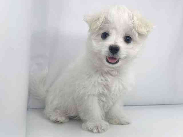 兵庫県のハーフ犬・ミックス犬 (ひごペットフレンドリーイオンタウン加古川店/2025年12月17日生まれ/女の子/クリームホワイト)の子犬の2枚目の画像