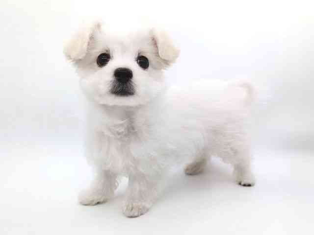 大阪府のハーフ犬・ミックス犬 (ひごペットフレンドリー泉ヶ丘店/2025年12月17日生まれ/女の子/クリームホワイト)の子犬の2枚目の画像