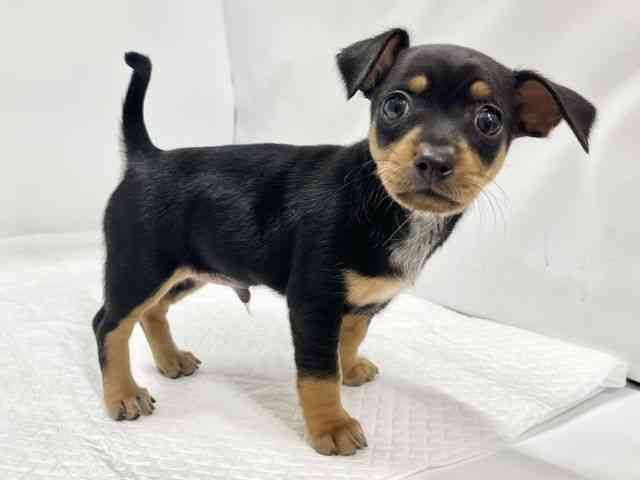 高知県のチワピン(チワワ×ミニチュアピンシャー) (ひごペットフレンドリーイオンモール高知店/2025年12月16日生まれ/男の子/ブラックタン)の子犬の2枚目の画像