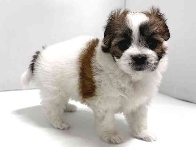 奈良県のハーフ犬・ミックス犬 (ひごペットフレンドリー奈良パワーシティ店/2025年12月17日生まれ/女の子/ホワイトブラウン)の子犬の2枚目の画像