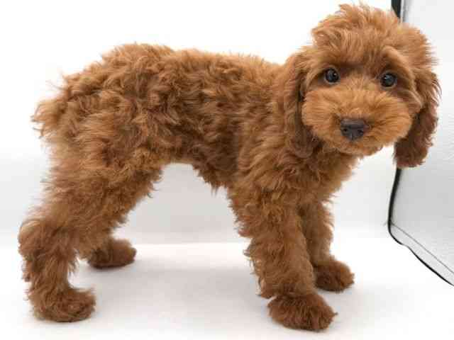 大阪府のトイプードル(トイ) (ひごペットフレンドリーイオンそよら海老江店/2025年12月17日生まれ/女の子/レッドフォーン)の子犬の2枚目の画像