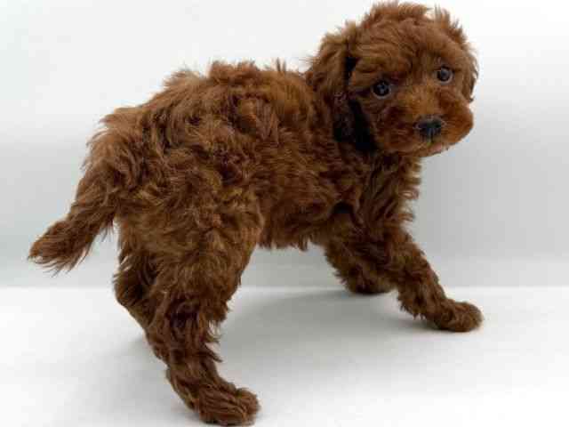 大阪府のトイプードル(トイ) (ひごペットフレンドリーイオンそよら海老江店/2025年12月17日生まれ/女の子/レッドフォーン)の子犬の2枚目の画像