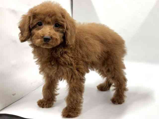 京都府のトイプードル(トイ) (ひごペットフレンドリー京都店/2025年12月17日生まれ/女の子/レッドフォーン)の子犬の2枚目の画像