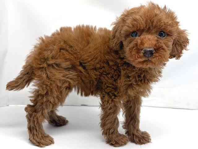 京都府のトイプードル(トイ) (ひごペットフレンドリー洛北阪急スクエア店/2025年12月17日生まれ/女の子/レッドフォーン)の子犬の2枚目の画像