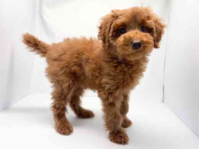 京都府のトイプードル(トイ) (ひごペットフレンドリー洛北阪急スクエア店/2025年12月17日生まれ/女の子/レッドフォーン)の子犬の2枚目の画像