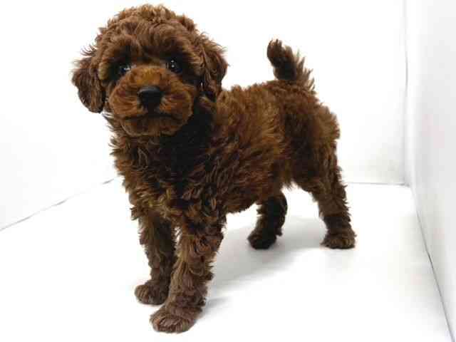 奈良県のトイプードル(トイ) (ひごペットフレンドリー奈良パワーシティ店/2025年12月17日生まれ/女の子/レッドフォーン)の子犬の2枚目の画像