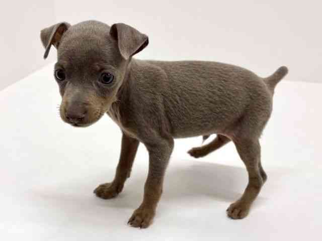 大阪府のミニチュアピンシャー (ひごペットフレンドリーくずはモール店/2025年12月15日生まれ/男の子/イザベラタン)の子犬の2枚目の画像