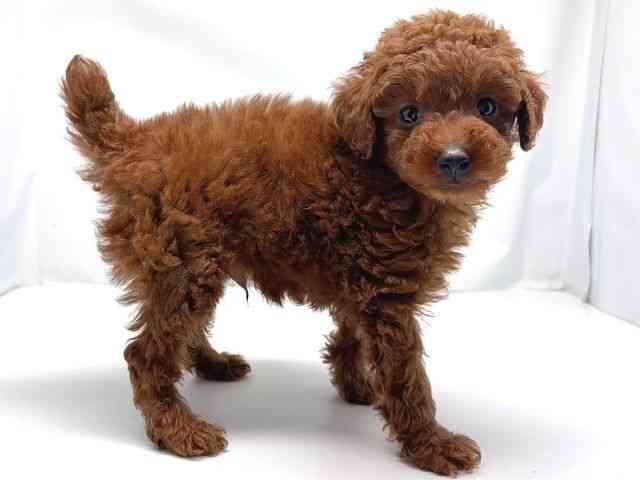 京都府のトイプードル(トイ) (ひごペットフレンドリー洛北阪急スクエア店/2025年12月17日生まれ/男の子/レッドフォーン)の子犬の2枚目の画像