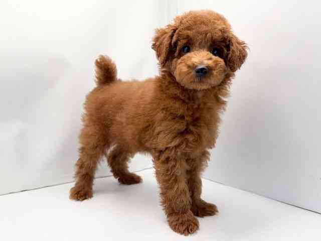 京都府のトイプードル(トイ) (ひごペットフレンドリー洛北阪急スクエア店/2025年12月17日生まれ/男の子/レッドフォーン)の子犬の2枚目の画像