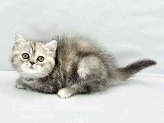 大阪府のミヌエット (ひごペットフレンドリーイトーヨーカドー津久野店/2025年12月14日生まれ/女の子/ブルーパッチドタビー)の子猫の2枚目の画像