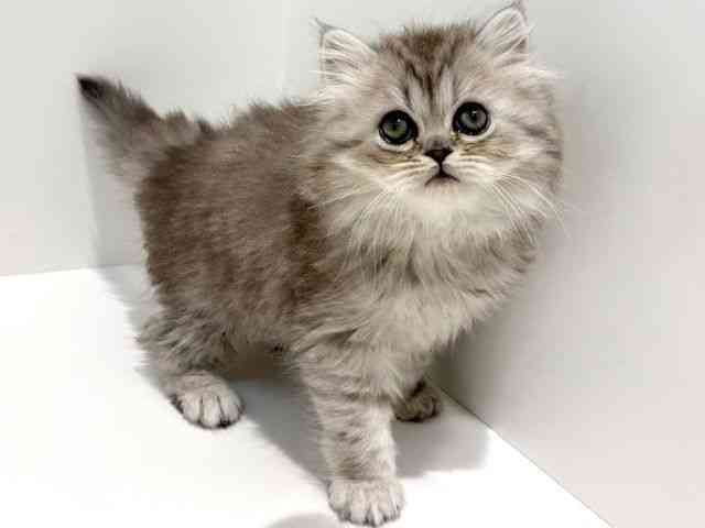 大阪府のミヌエット (ひごペットフレンドリーイオン高槻店/2025年12月14日生まれ/男の子/ブルータビー)の子猫