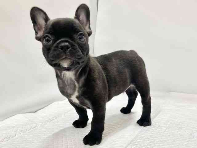 高知県のフレンチブルドッグ (ひごペットフレンドリーイオンモール高知店/2025年12月16日生まれ/男の子/ブリンドル)の子犬の2枚目の画像